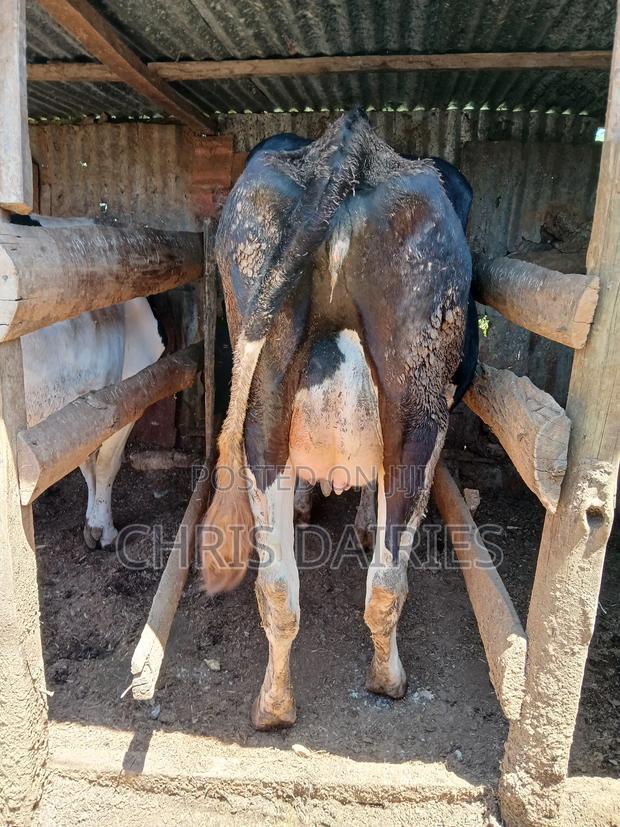Fleshly Calved Freshian With a Pedigree Calf. - main view