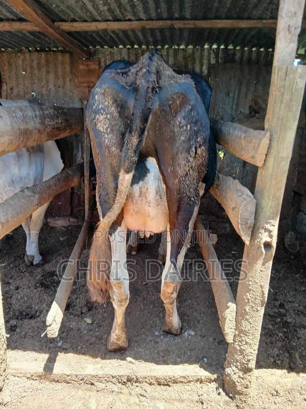 Fleshly Calved Freshian With a Pedigree Calf. - thumbnail 2