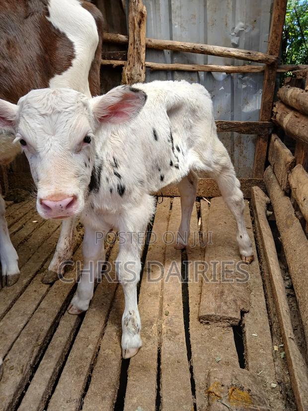 Fleshly Calved Freshian With a Pedigree Calf. - thumbnail 3