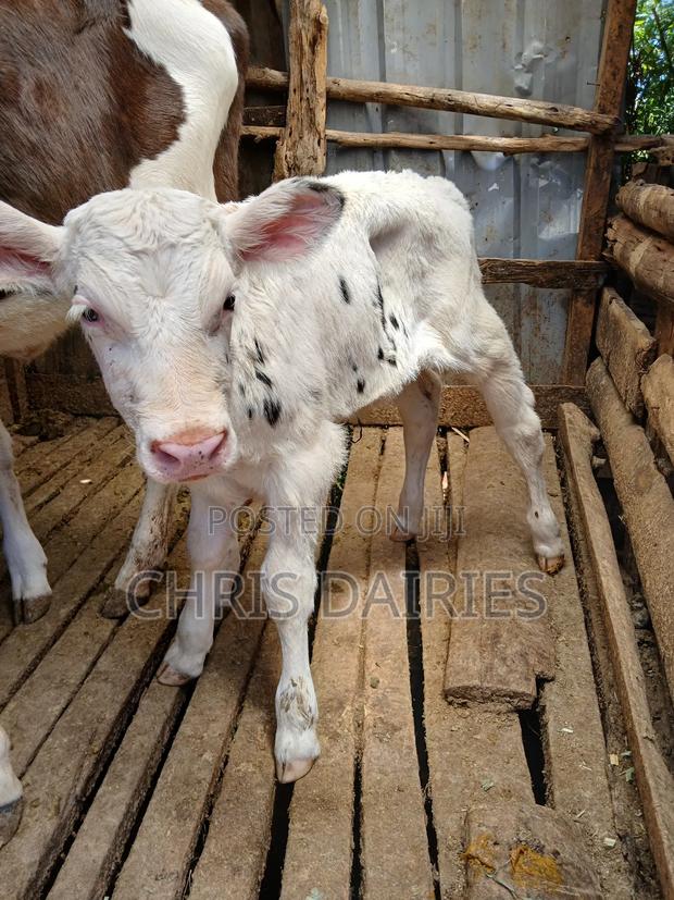 Fleshly Calved Freshian With a Pedigree Calf. - thumbnail 4