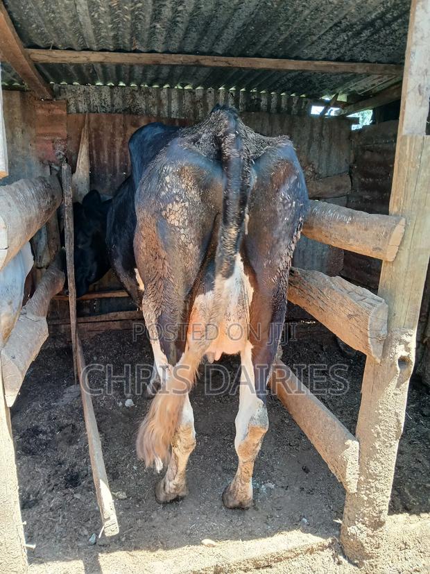 Fleshly Calved Freshian With a Pedigree Calf. - thumbnail 5