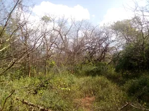 2 Acres Land, Matinyani