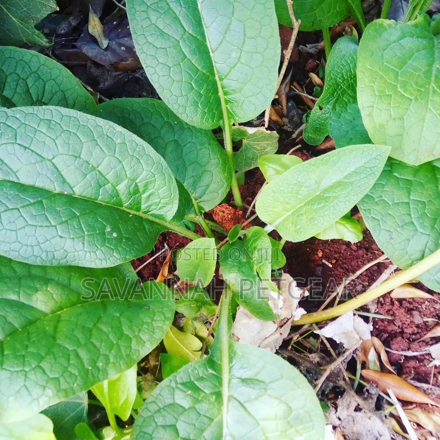 Russian Comfrey Ficus Elastica (Mafake - Kikuyu) Splits