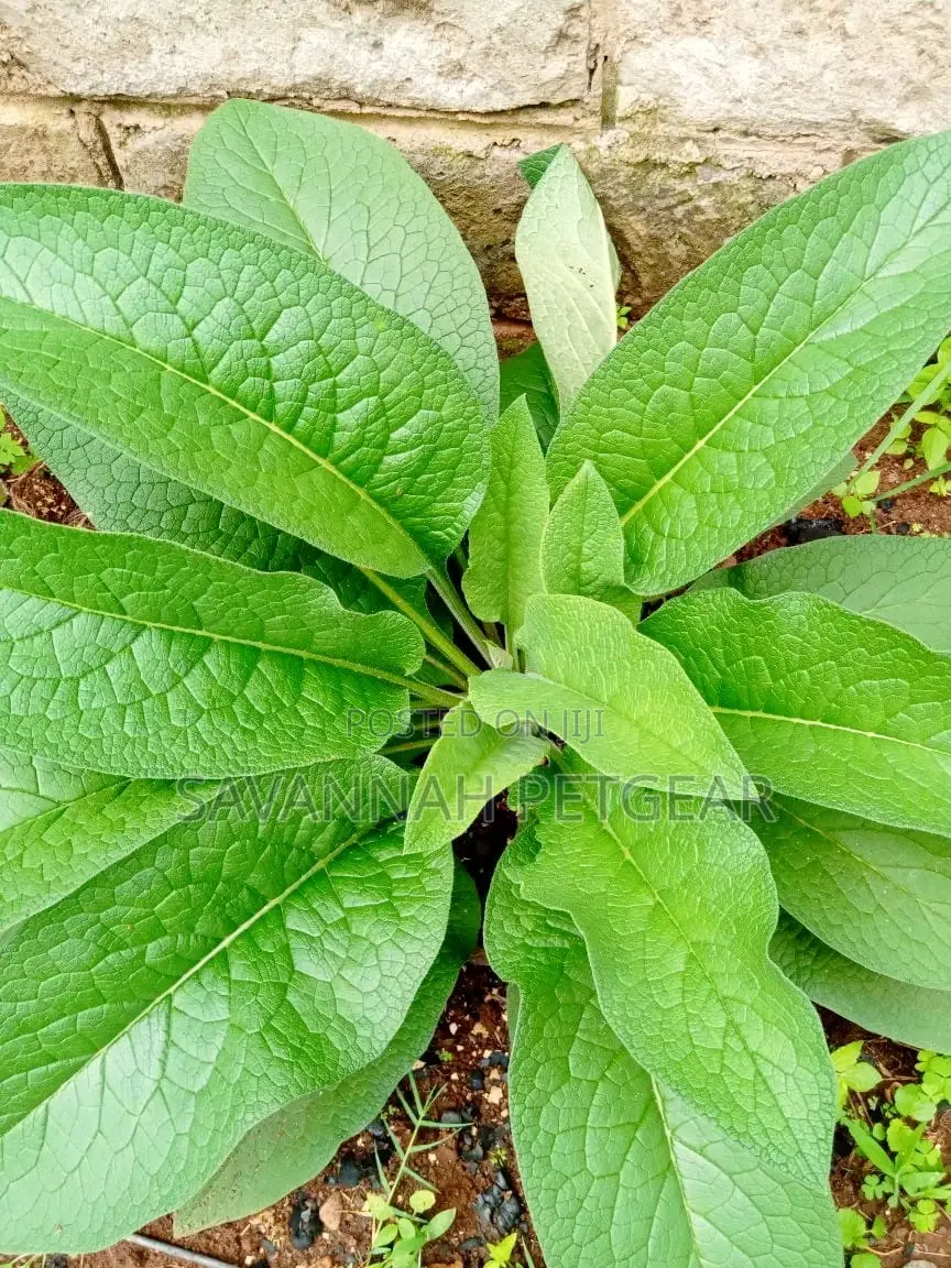 Russian Comfrey Ficus Elastica (Mafake - Kikuyu) Splits