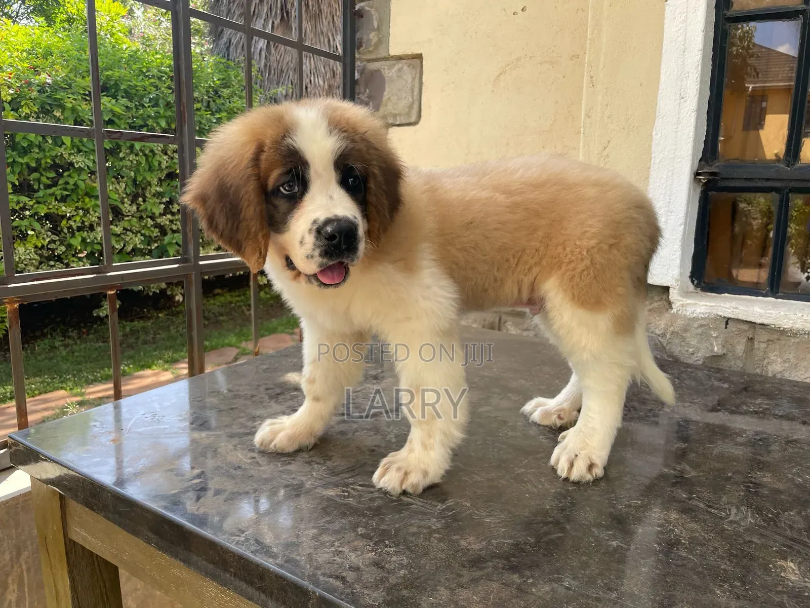 1-3 months Male Purebred Saint Bernard