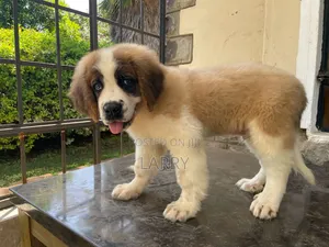 1-3 months Male Purebred Saint Bernard