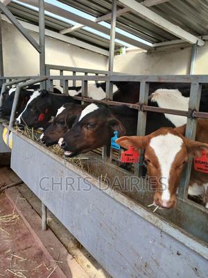 Pedigree Calves - thumbnail 2