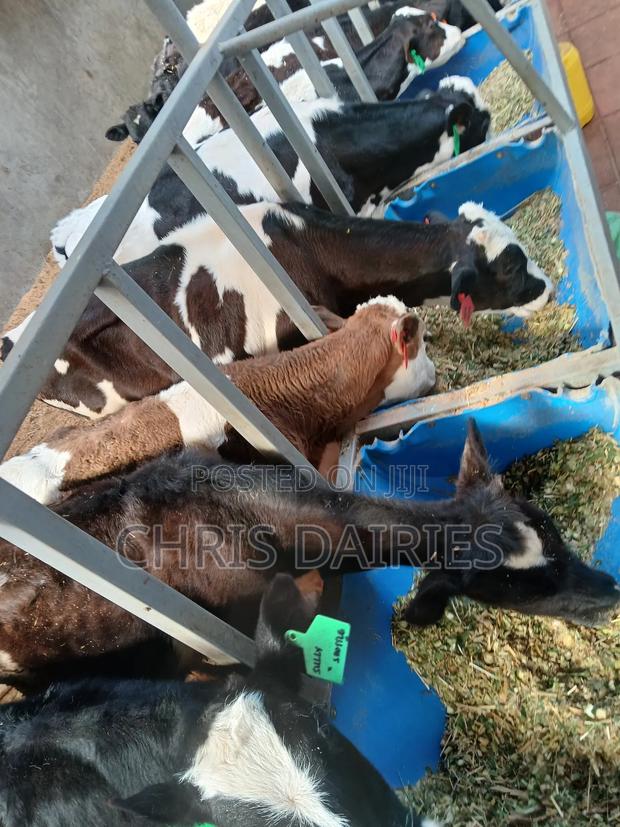 Pedigree Calves - thumbnail 3