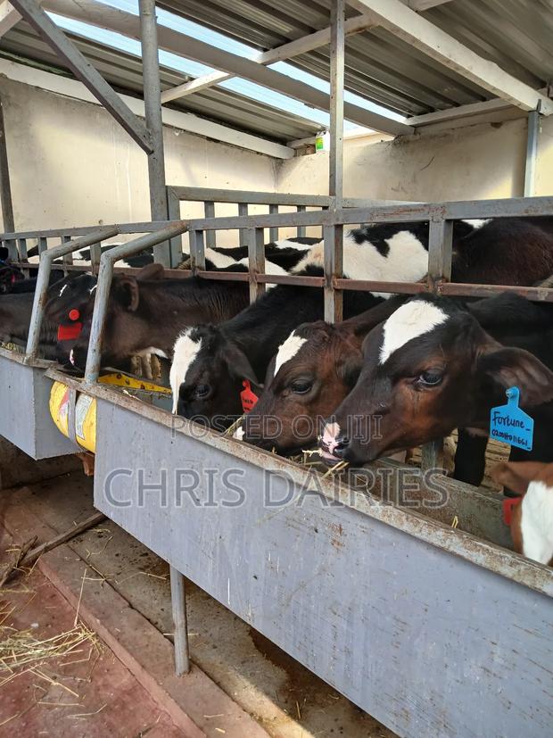 Pedigree Calves - thumbnail 4