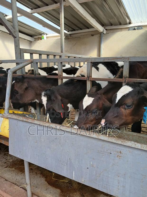 Pedigree Calves - thumbnail 5