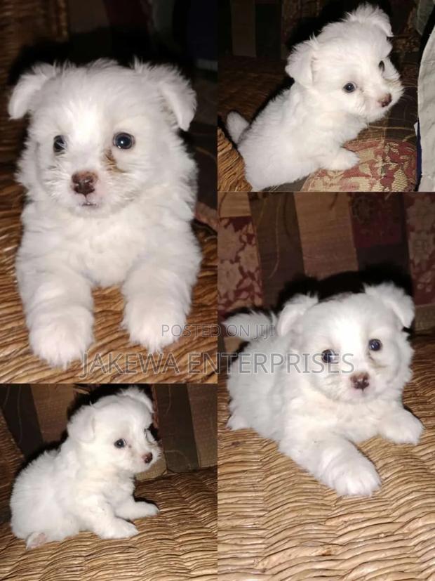 1-3 months Male Purebred Havanese - main view