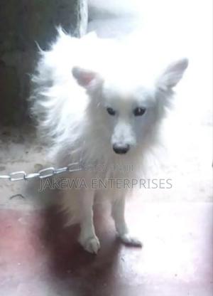3-6 months Male Purebred Japanese Spitz - thumbnail 2