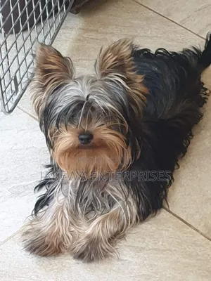 1-3 months Male Purebred Yorkshire Terrier