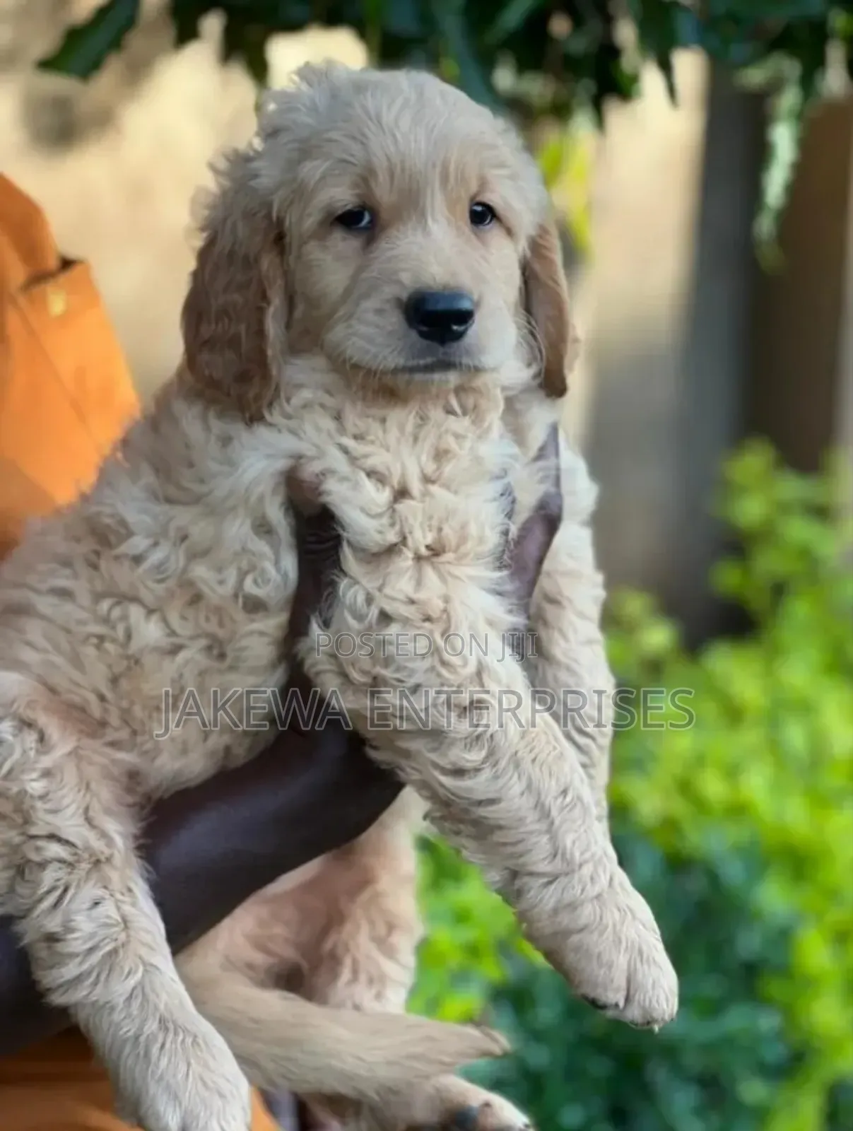 1-3 months Male Purebred Golden Retriever