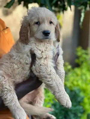 1-3 months Male Purebred Golden Retriever