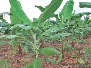 Bananas Seedlings - main view