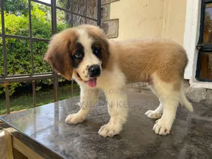 1-3 months Male Purebred Saint Bernard