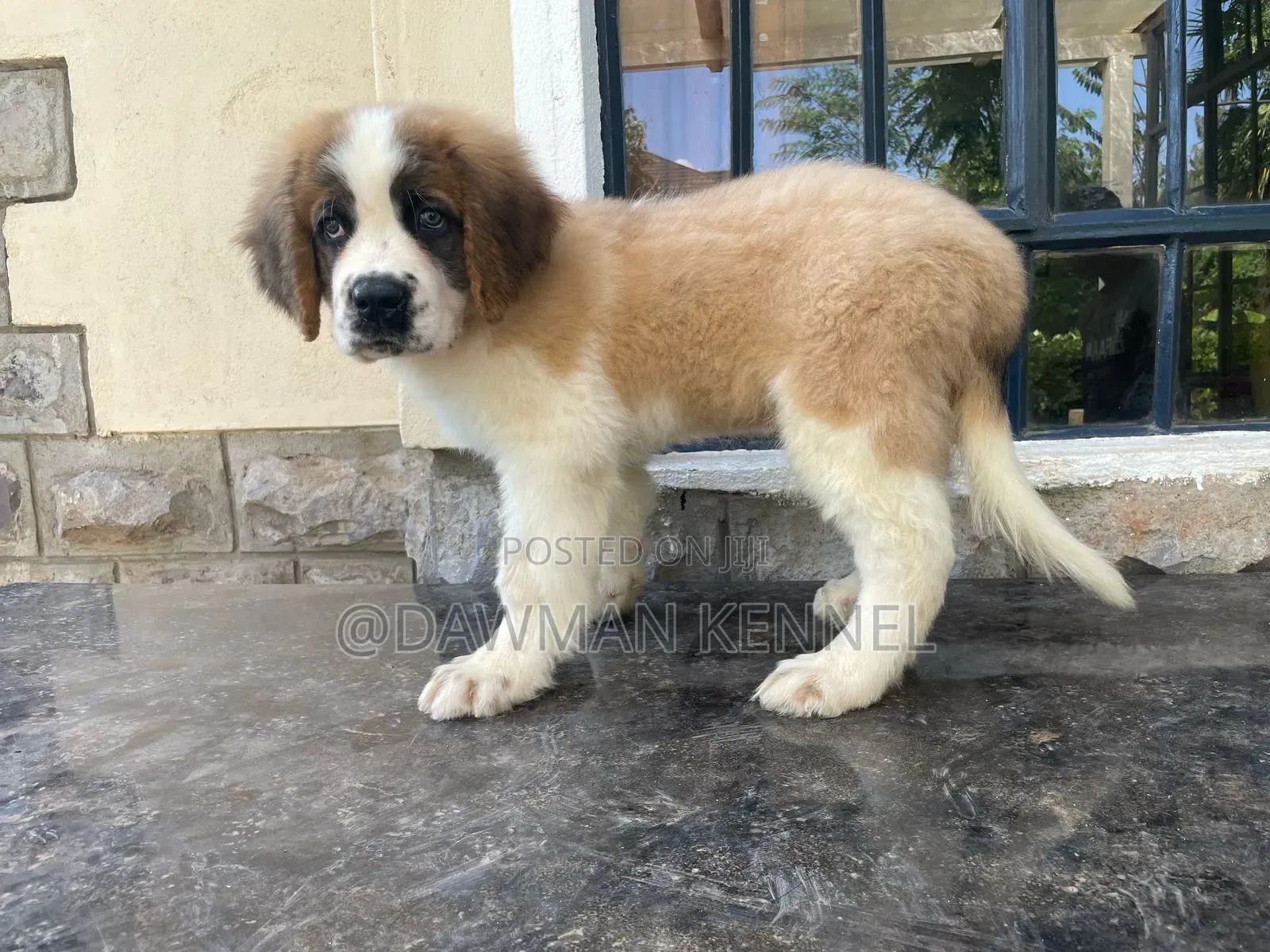 1-3 months Male Purebred Saint Bernard
