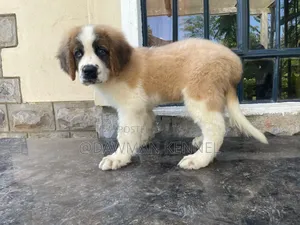1-3 months Male Purebred Saint Bernard
