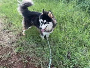 1+ year Male Purebred Siberian Husky