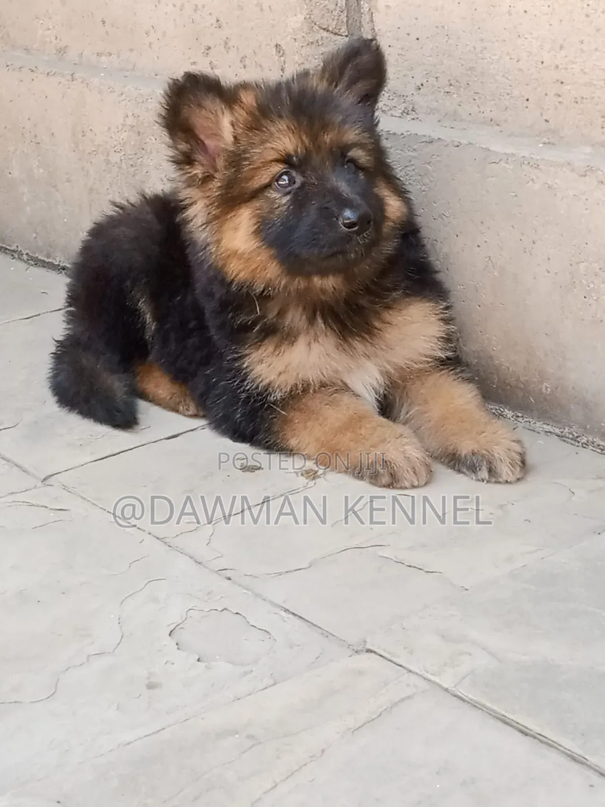 1-3 months Female Purebred German Shepherd