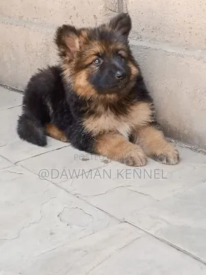 1-3 months Female Purebred German Shepherd