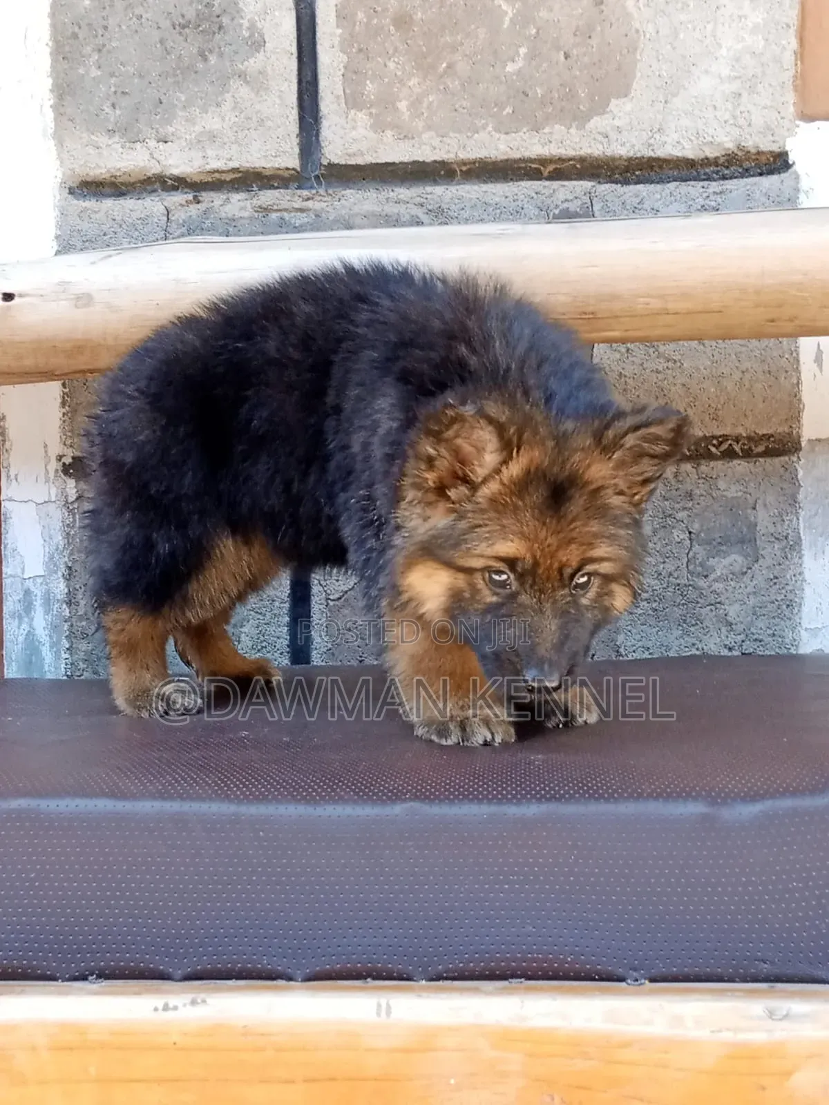 1-3 months Female Purebred German Shepherd