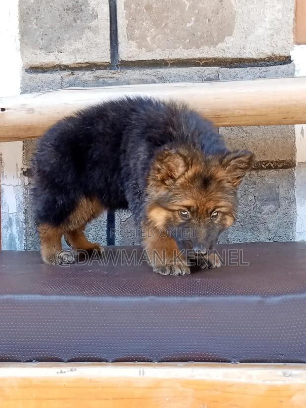 1-3 months Female Purebred German Shepherd - thumbnail 2