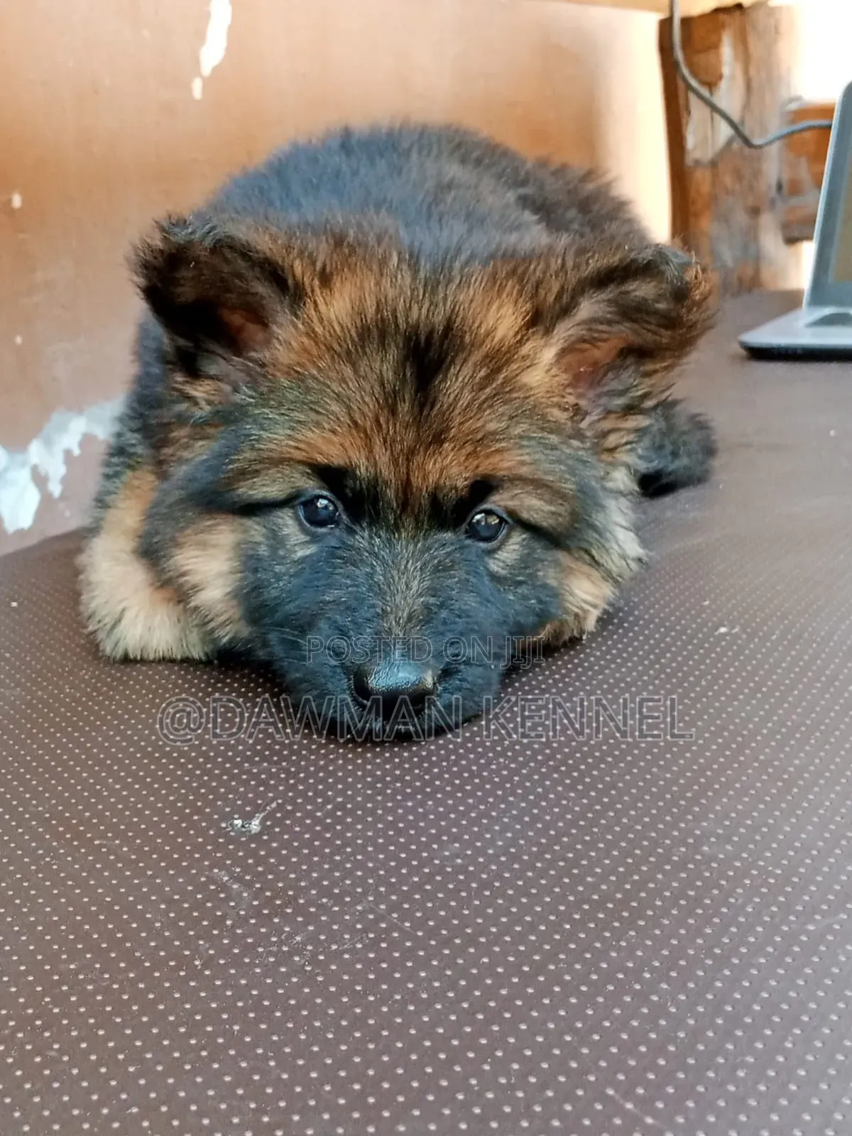 1-3 months Female Purebred German Shepherd