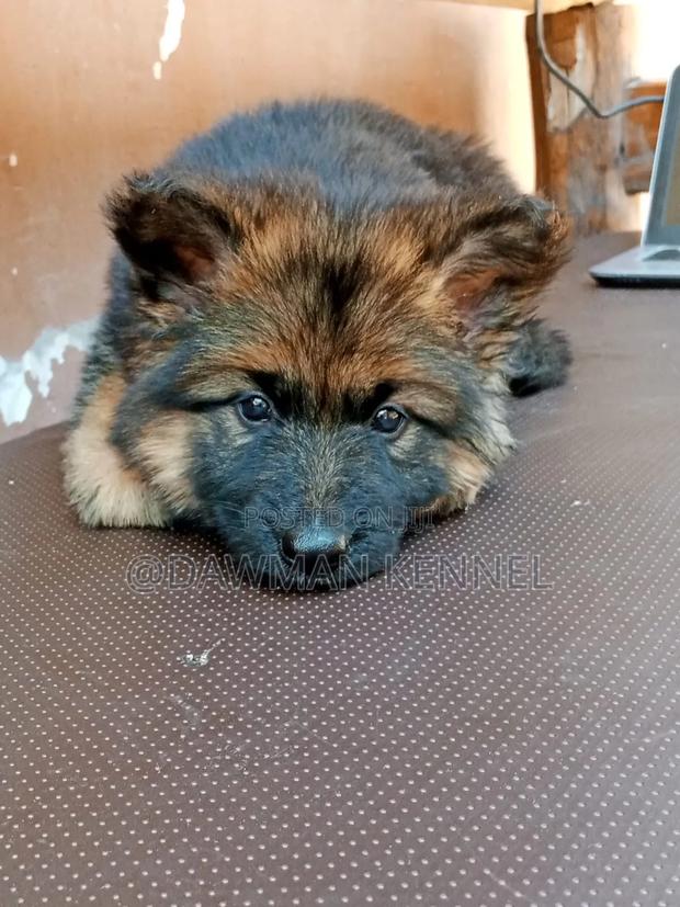 1-3 months Female Purebred German Shepherd - thumbnail 3
