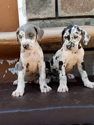 1-3 months Male Purebred Great Dane