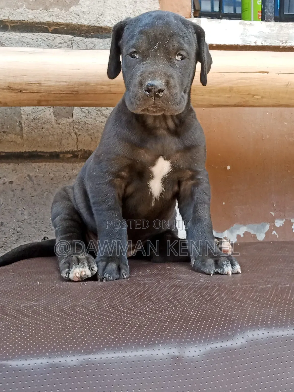 1-3 months Male Purebred Great Dane