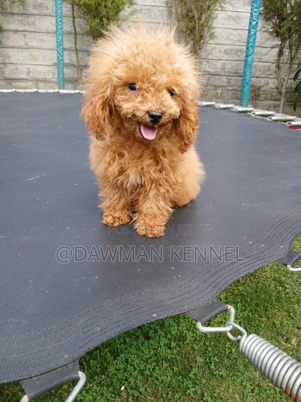 1-3 months Male Purebred Poodle
