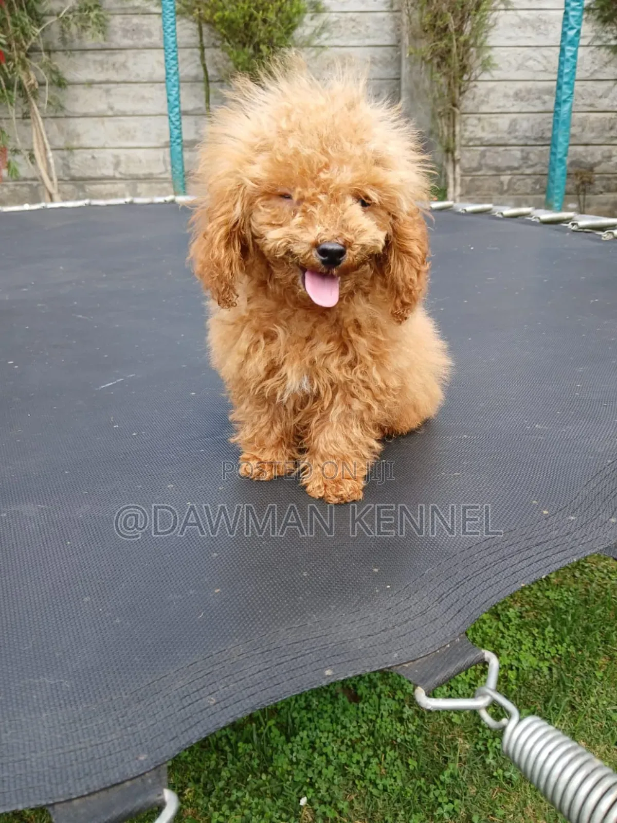 1-3 months Male Purebred Poodle