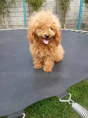 1-3 months Male Purebred Poodle