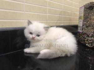 1-3 months Male Purebred Ragdoll - thumbnail 2