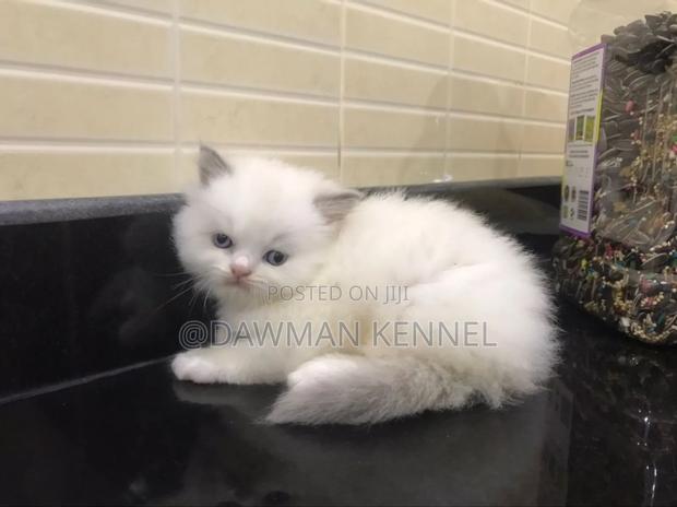 1-3 months Male Purebred Ragdoll - main view