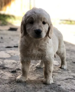 1-3 months Male Purebred Golden Retriever
