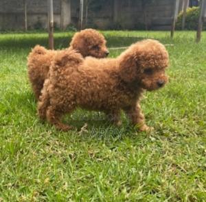 1-3 months Male Purebred Poodle - thumbnail 2