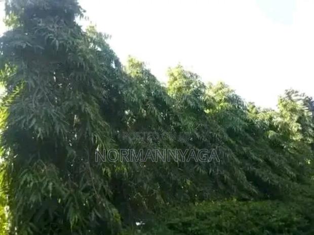 Indian Ashok Seedlings - thumbnail 5