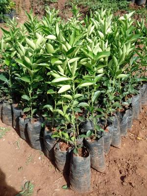 Oranges Pixie - main view