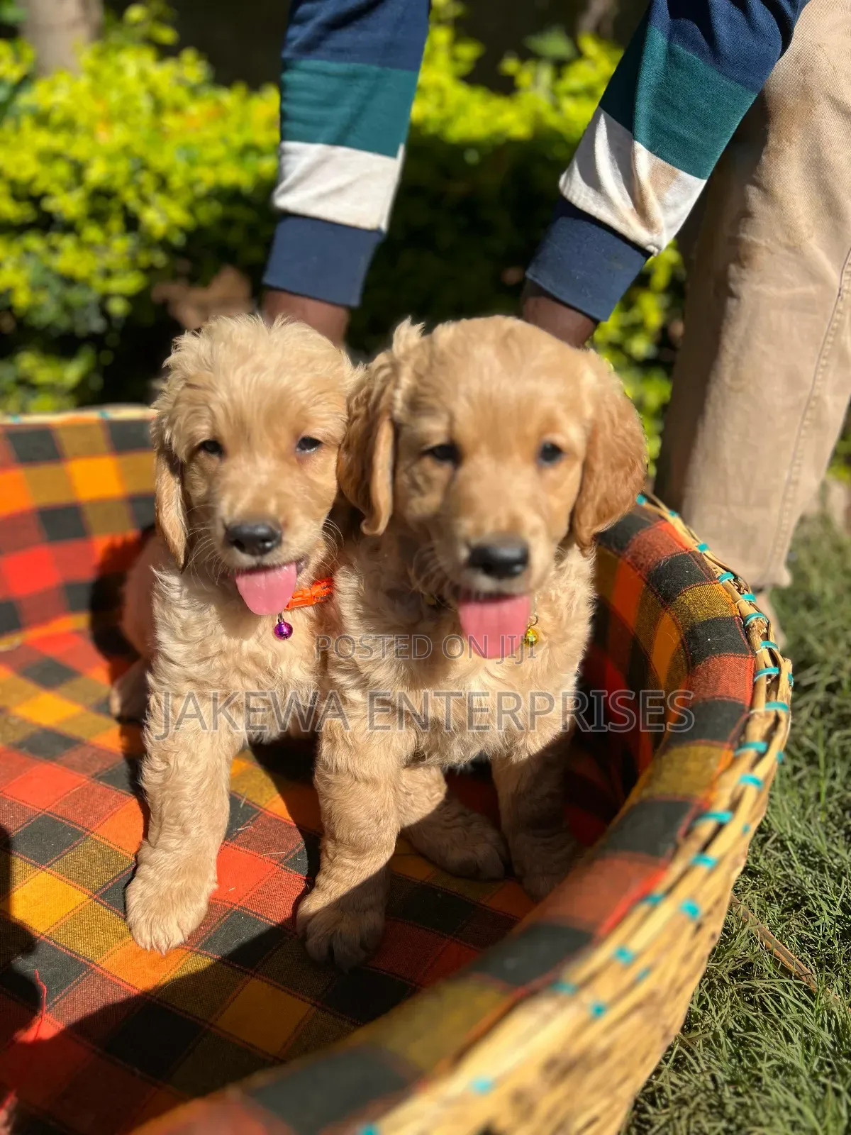1-3 months Male Purebred Golden Retriever