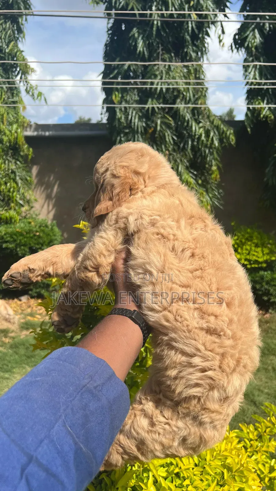 1-3 months Female Purebred Golden Retriever