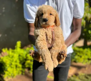 1-3 months Male Purebred Golden Retriever