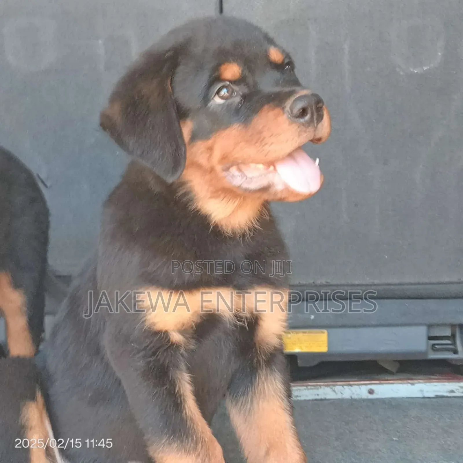 1-3 months Male Purebred Rottweiler