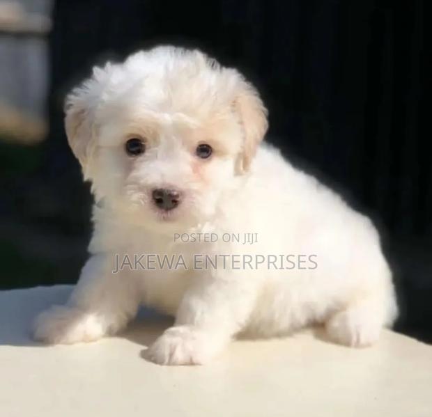 1-3 months Male Purebred Havanese
