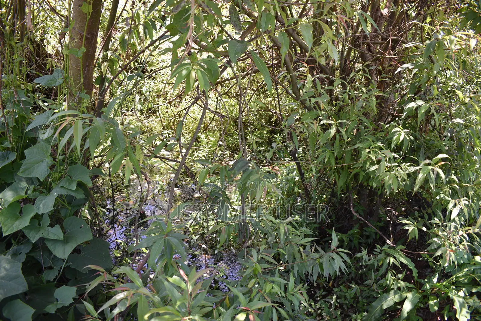 1/4 Acre Plot for Sale