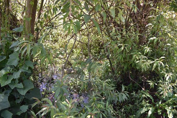 1/4 Acre Plot for Sale - thumbnail 9