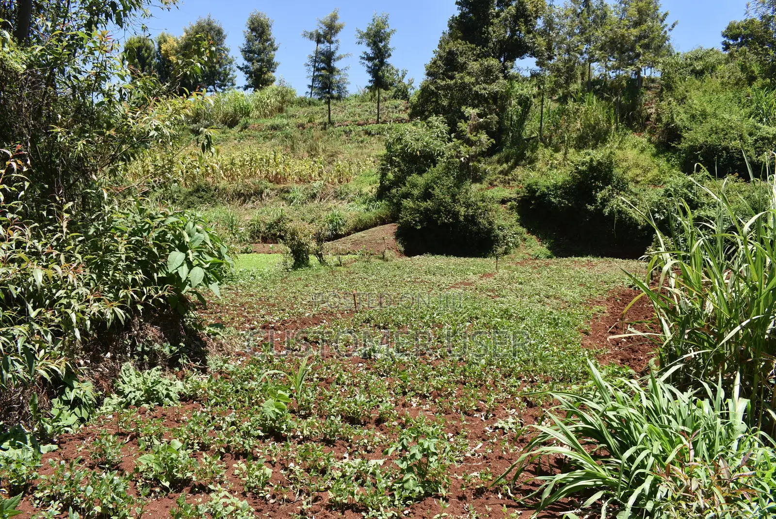1/4 Acre Plot for Sale