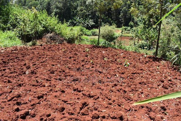 1/4 Acre Plot for Sale - thumbnail 11